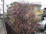 20120216-近所で梅が咲いた.JPG